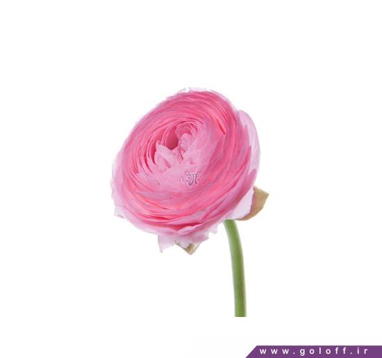 خرید گل اینترنتی - گل آلاله سادین - Ranunculus | گل آف